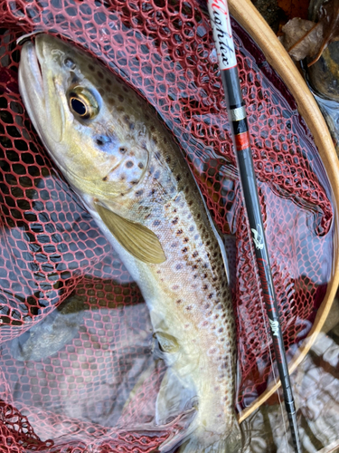 ブラウントラウトの釣果