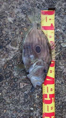 マトウダイの釣果