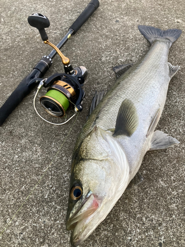 スズキの釣果