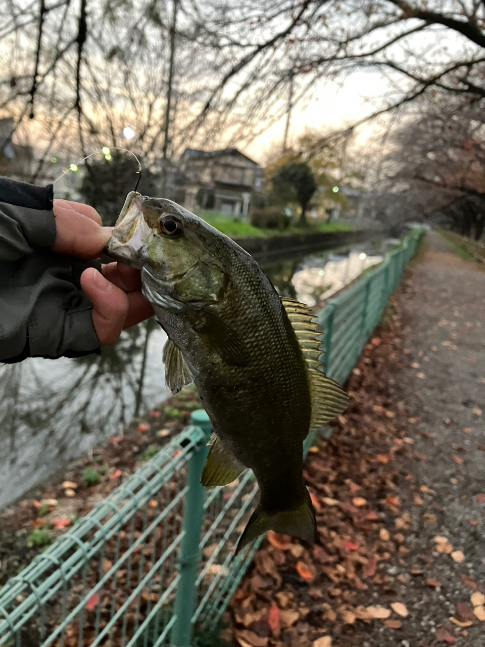 スモールマウスバス