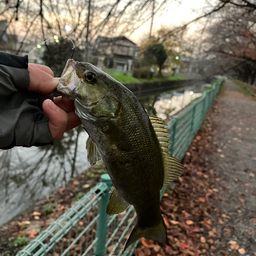 スモールマウスバス