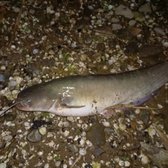 マナマズの釣果