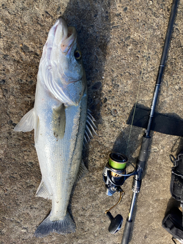 スズキの釣果