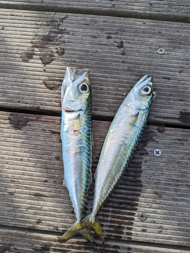 サバの釣果