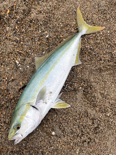 イナダの釣果