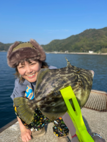 カワハギの釣果