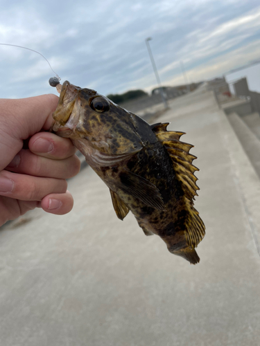 タケノコメバルの釣果