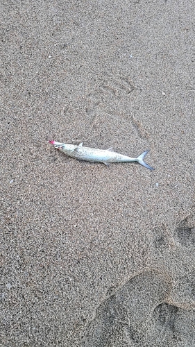 サゴシの釣果