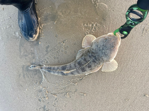 マゴチの釣果