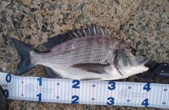 チヌの釣果