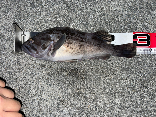 クロソイの釣果