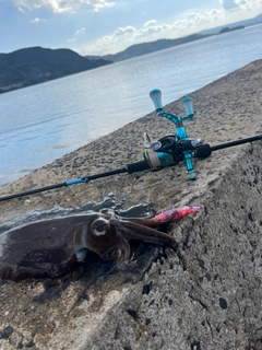 コウイカの釣果