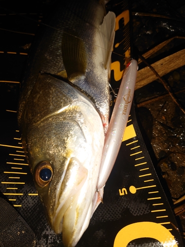 シーバスの釣果