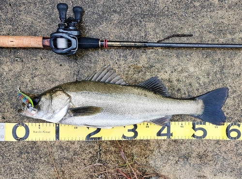 シーバスの釣果