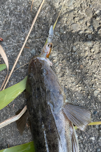 マゴチの釣果