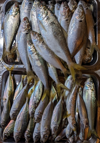 コノシロの釣果