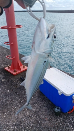 グルクマーの釣果