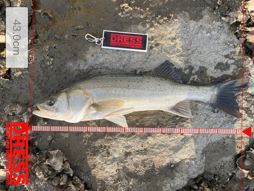 シーバスの釣果