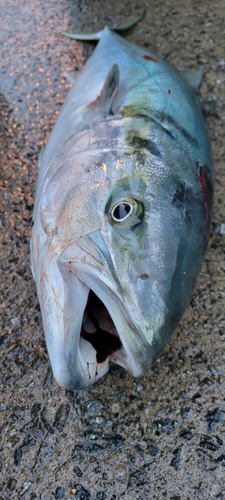 ブリの釣果