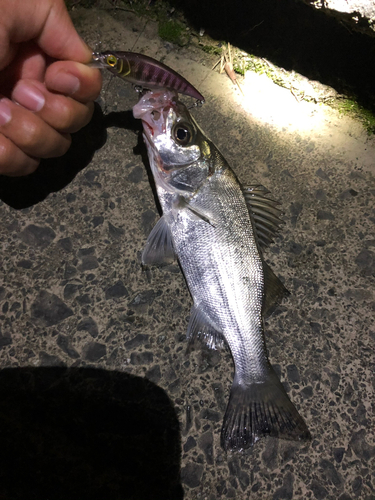 セイゴ（タイリクスズキ）の釣果