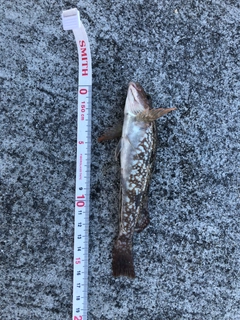 アイナメの釣果