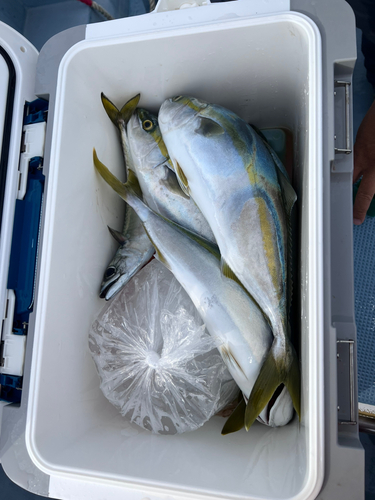 イナダの釣果