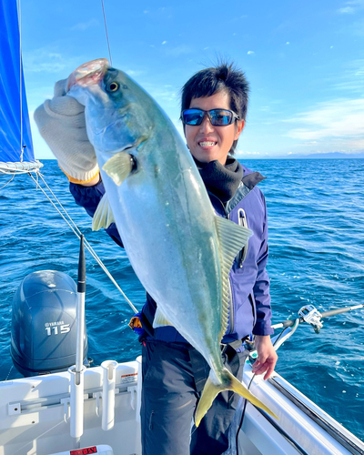 ハマチの釣果