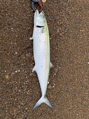 サゴシの釣果