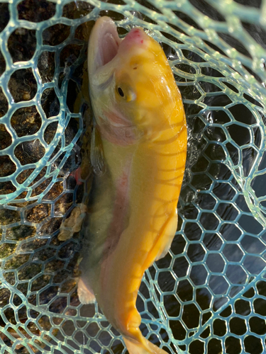 ニジマスの釣果