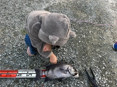 イシダイの釣果