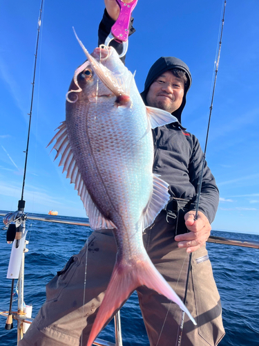 マダイの釣果