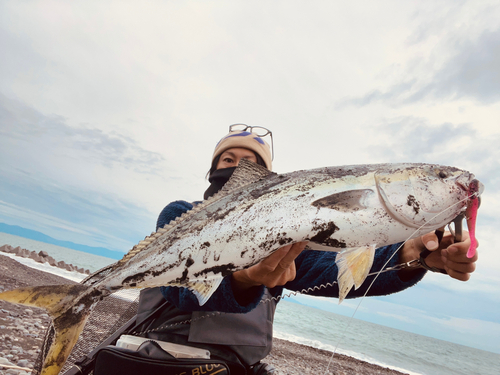 ワラサの釣果