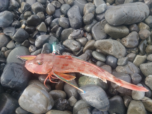 ホウボウの釣果