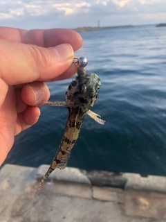 アナハゼの釣果