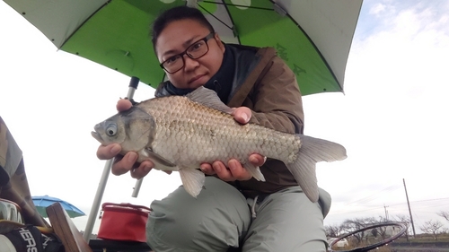 ヘラブナの釣果