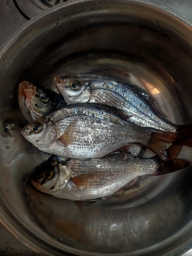 ウミタナゴの釣果