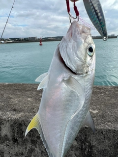 ガーラの釣果