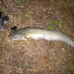 マナマズの釣果