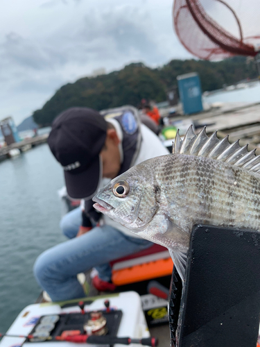 チヌの釣果