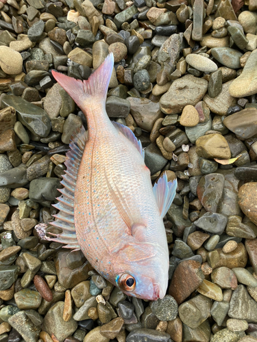 タイの釣果