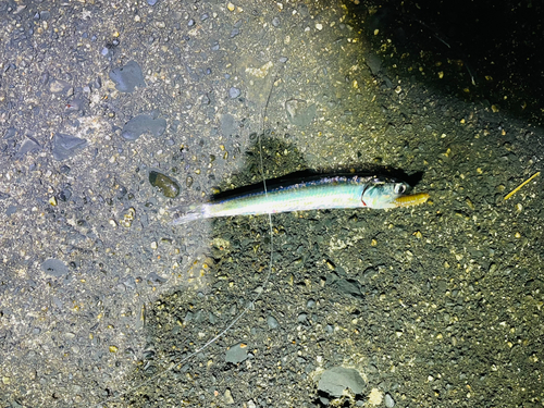 イワシの釣果