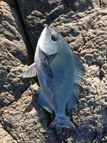 オナガグレの釣果