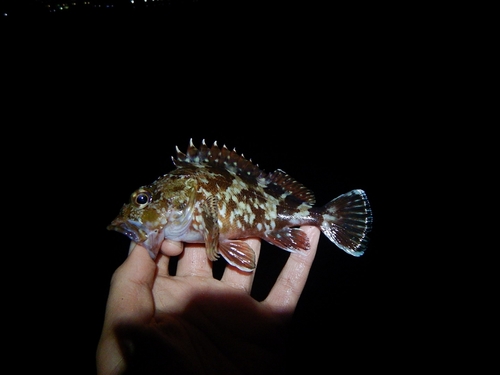 カサゴの釣果