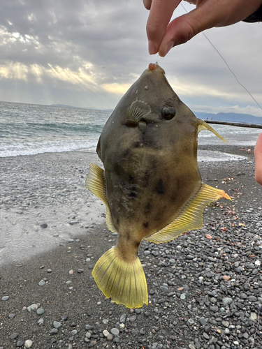 カワハギの釣果