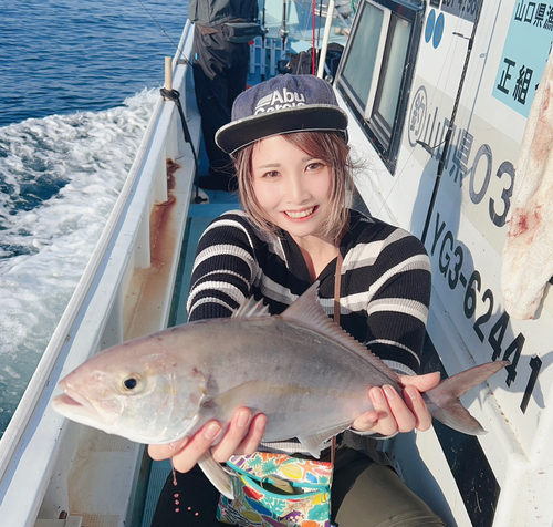 カンパチの釣果