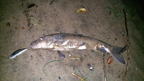 ニゴイの釣果