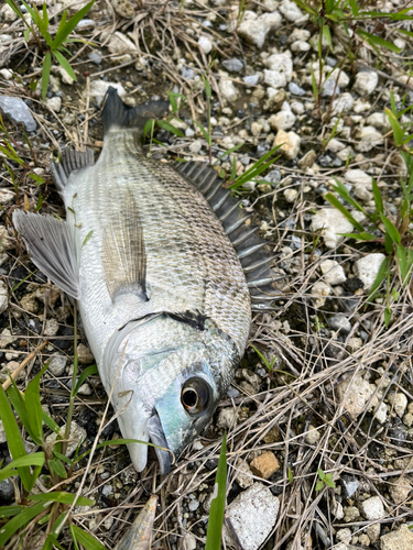 ミナミクロダイの釣果