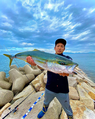 ハマチの釣果