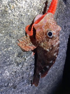 カサゴの釣果