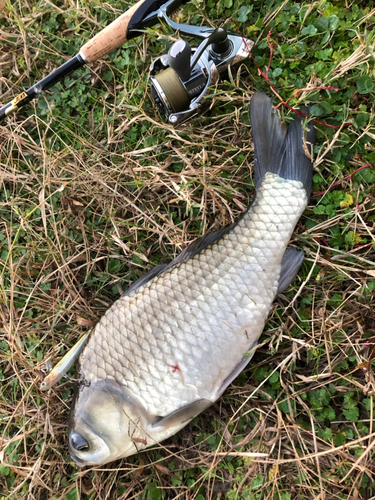 ヘラブナの釣果